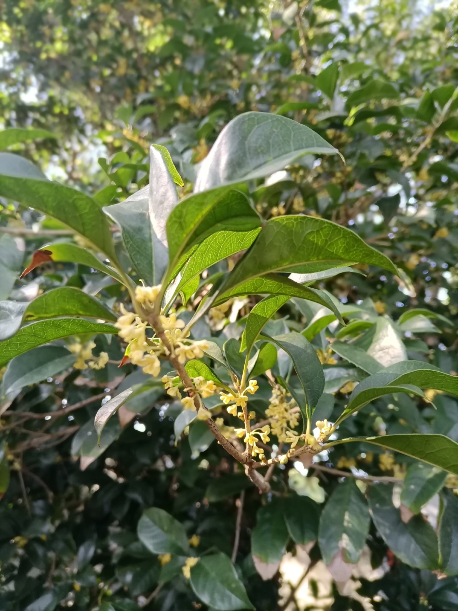 迟桂花别样的华美