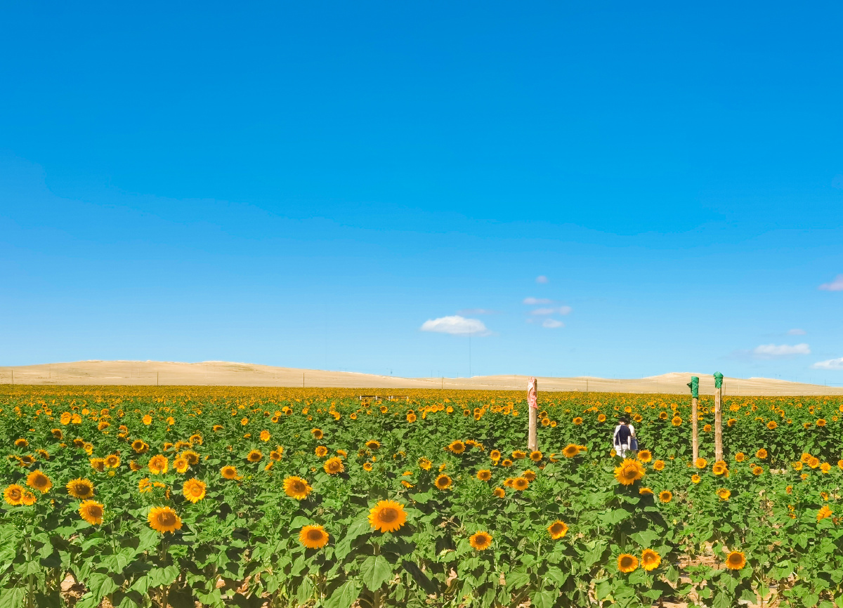 浸在向日葵里两种风格——两种意境阳光明媚&细腻朦胧 - 豹恪卿