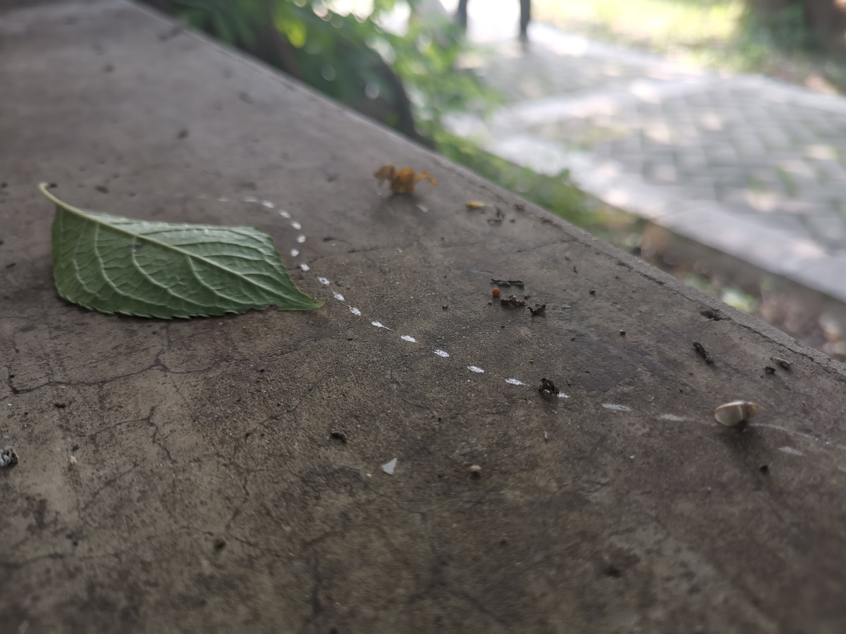 蜗牛爬过的痕迹 - 大愣葱 - 图虫
