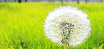 蒲公英.jpg