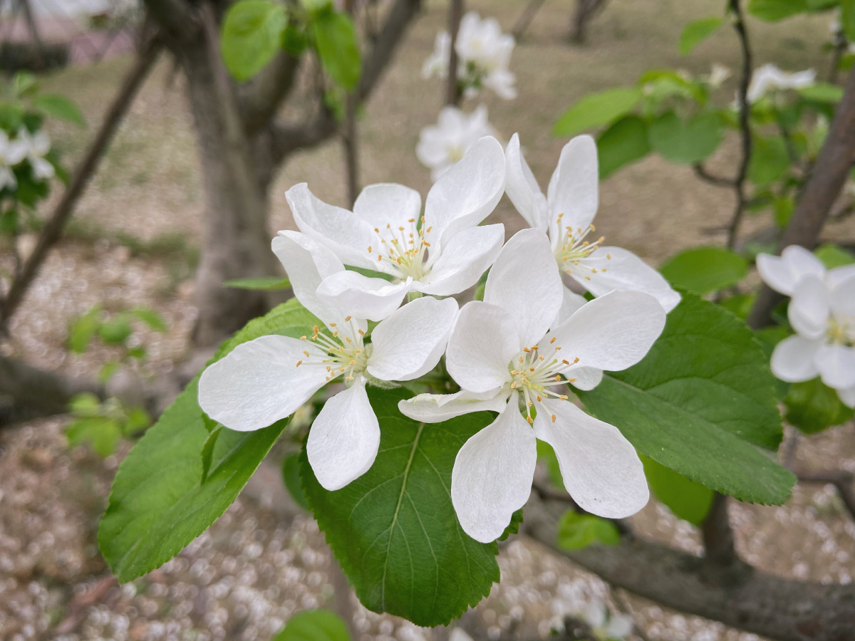 楸子海棠果鲜花 - 未--来 - 图虫
