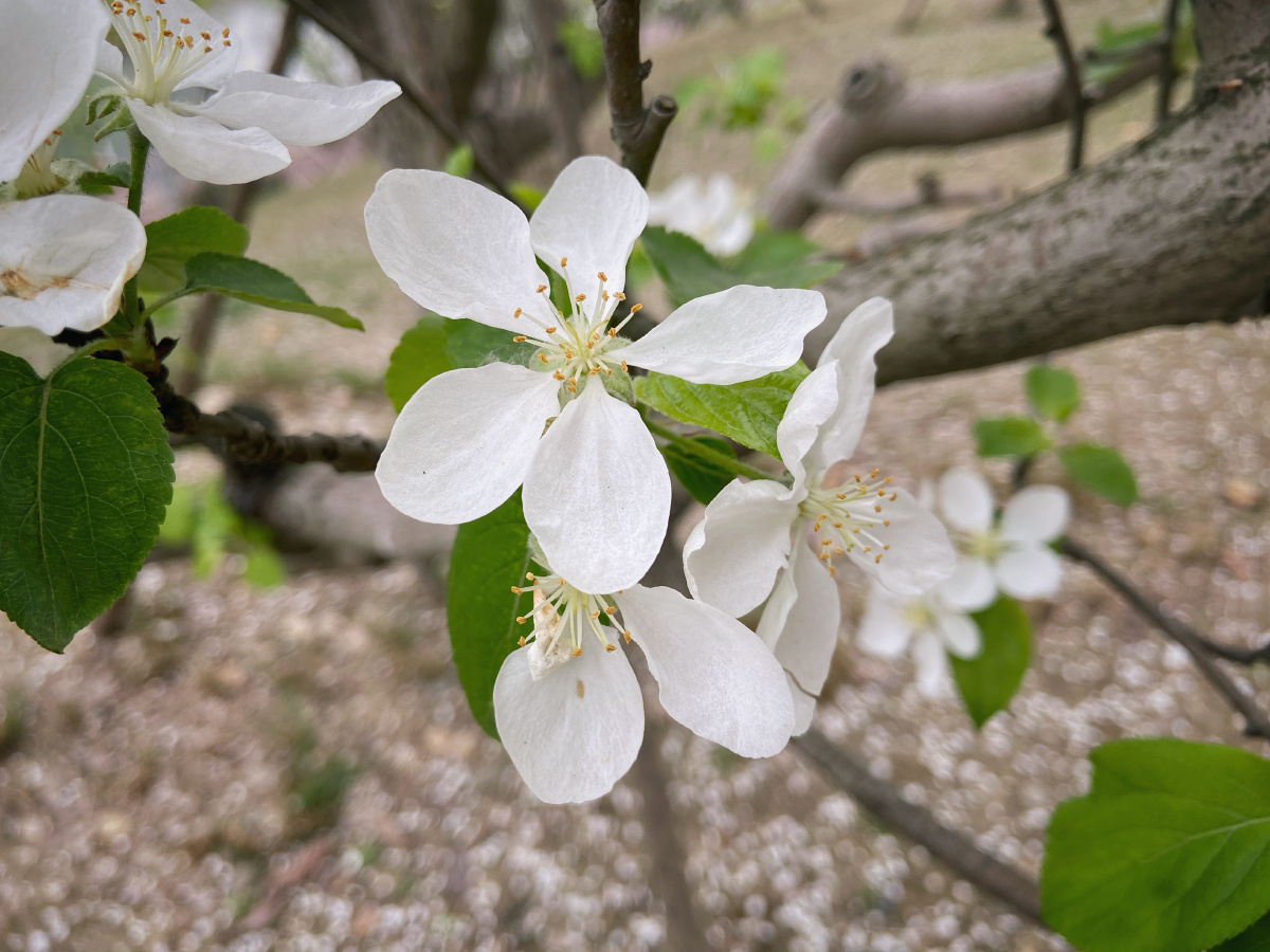 楸子海棠果鲜花 - 未--来 - 图虫