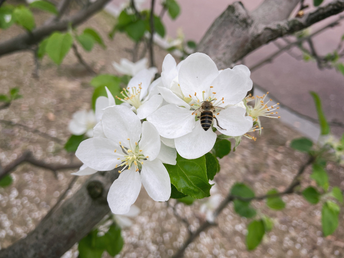 楸子海棠果鲜花 - 未--来 - 图虫