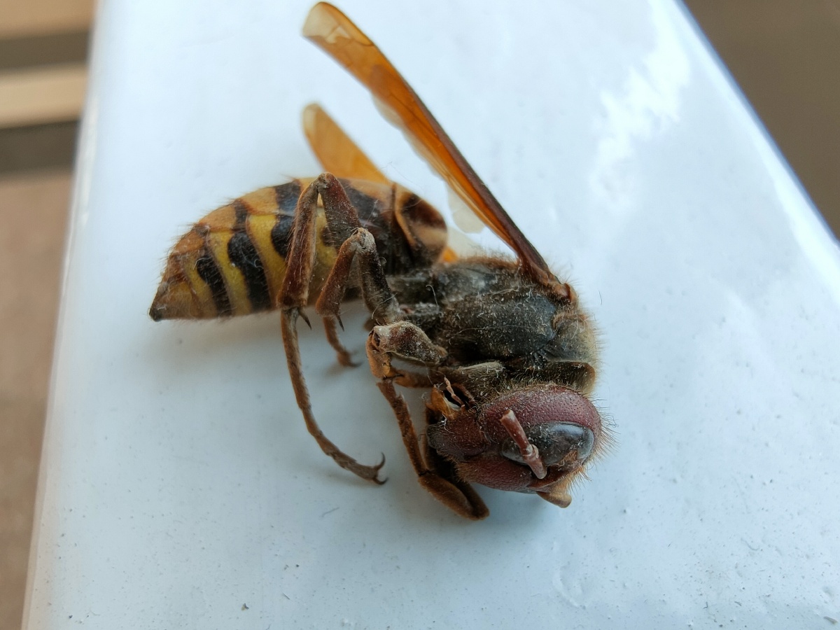 一只死去的蜜蜂身上的绒毛清晰可见