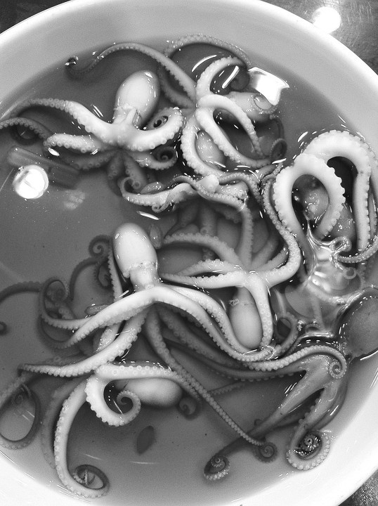 听说是最小的章鱼品种