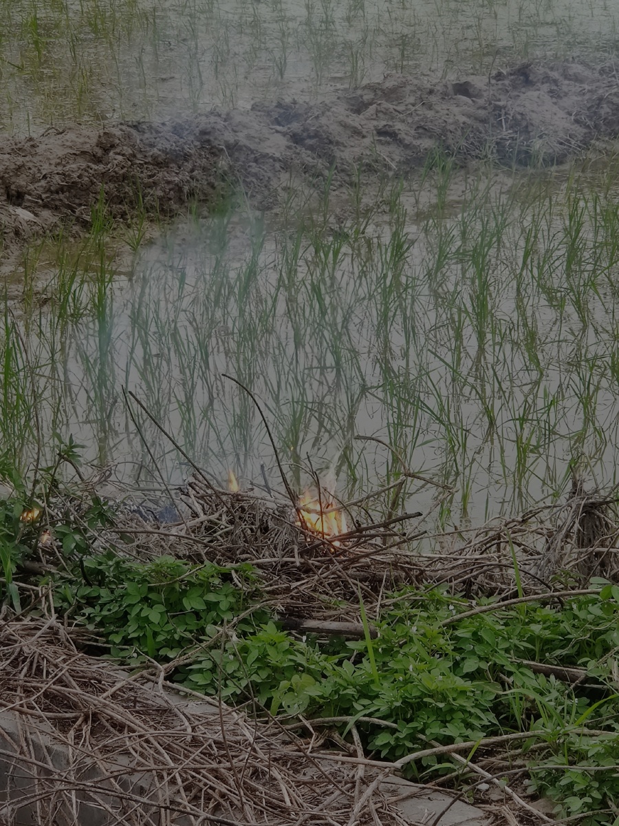 野火烧不尽春风吹又生
