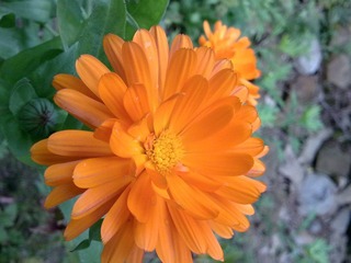 菊.jpg