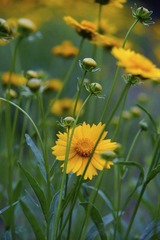 路边的野菊花