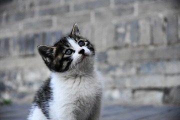 休息时偶遇小猫