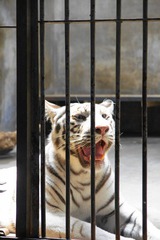 笼中的猛兽