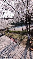 樱花而嘿.jpg