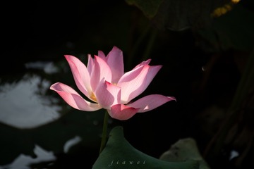 63603