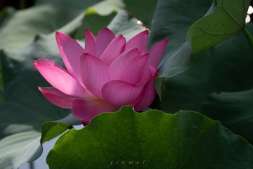 63606