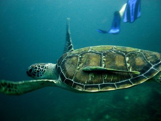 green turtle