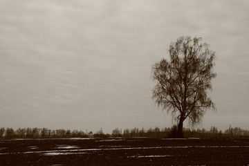 A tree