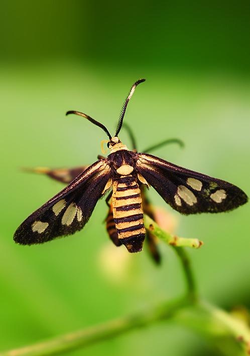 飞蛾- lonelytiger - 图虫
