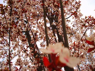 DSC05170_副本.jpg