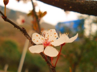 DSC05174_副本.jpg