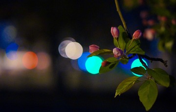 DSC02206-19.jpg