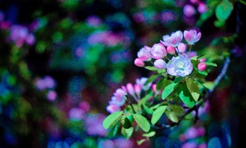 DSC02224-2.jpg