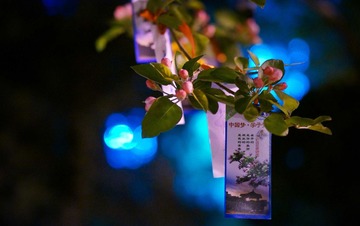 DSC02100-9.jpg