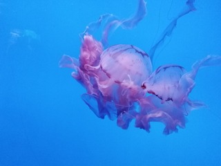 654550