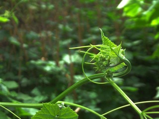 DSCF2454.jpg