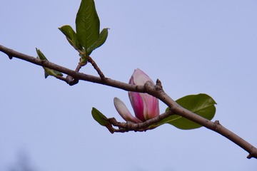 1004125
