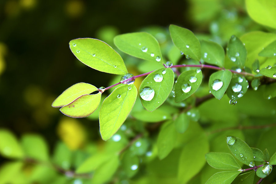 天街小雨润如酥草色遥看近却无