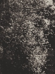1903592
