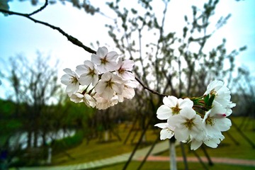 SDIM4438.jpg