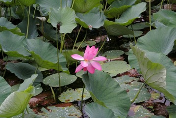 DSC_2296.jpg