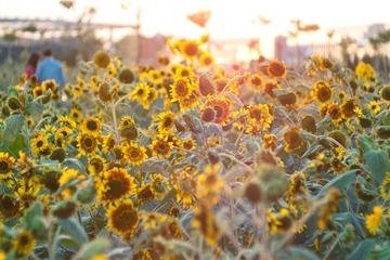 _1100276a.jpg
