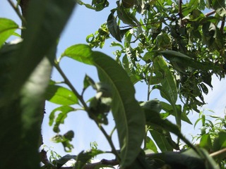IMG_0804.JPG