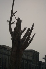DSC05239.JPG