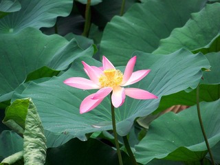 100_2952.JPG
