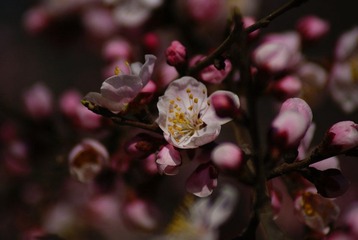 _DSC6233.JPG