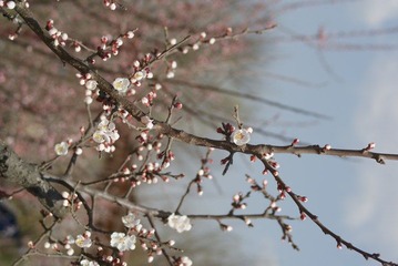 DSC06073.JPG