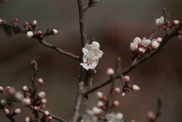 DSC06075.JPG