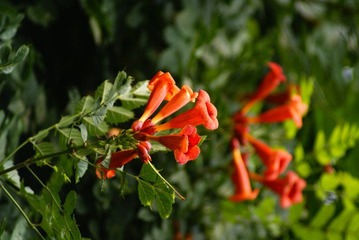 _DSC8352.JPG