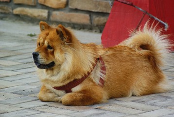 _DSC9537.JPG