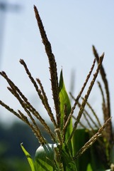 _DSC9771.JPG