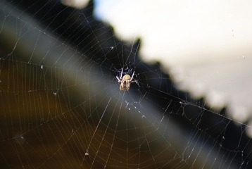 _DSC9806.JPG