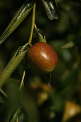 DSC09746.JPG