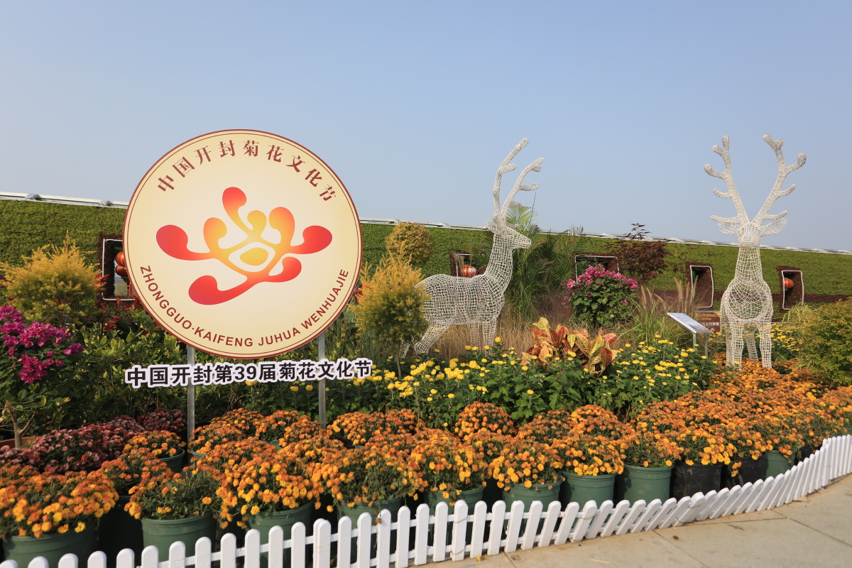 开封第39届菊花花会市民广场菊花正在开