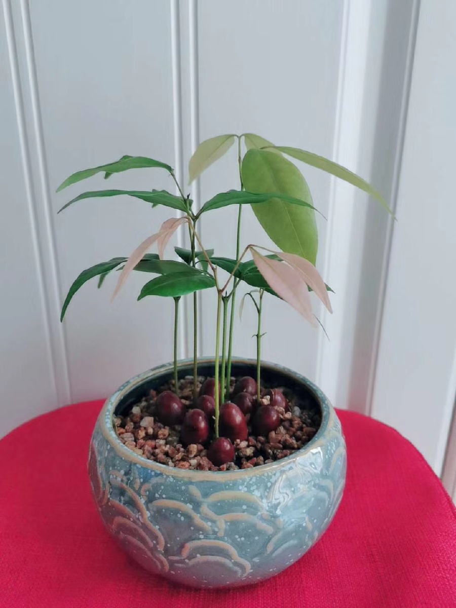 吃完的荔枝种子不要扔一盆粉嫩嫩的盆栽出来啦