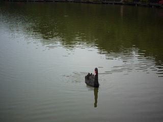 E99998AE-28C6-4DD3-A6F9-CC24147EEAB1/L0/001