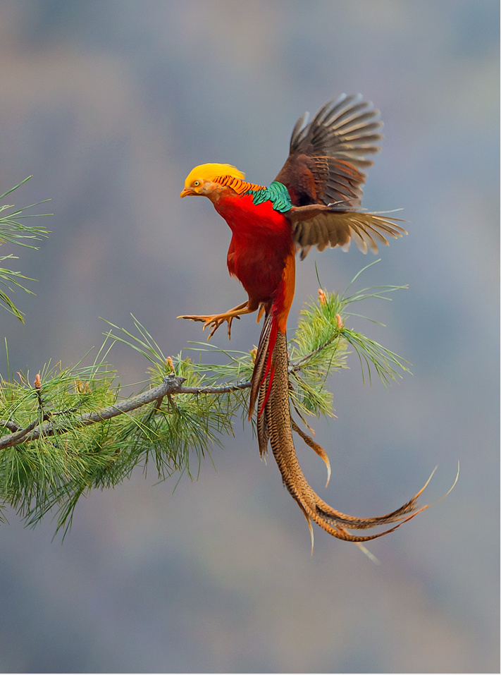 红腹锦鸡摄于河南三门峡市甘山自然保护区