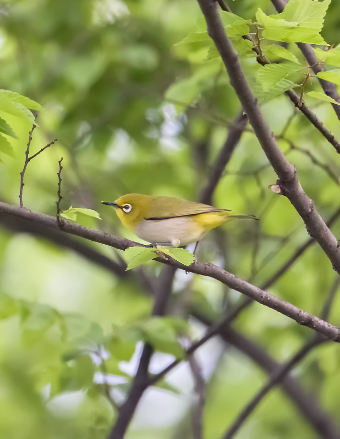 绣眼鸟,摄于江苏省苏州市吴中区.