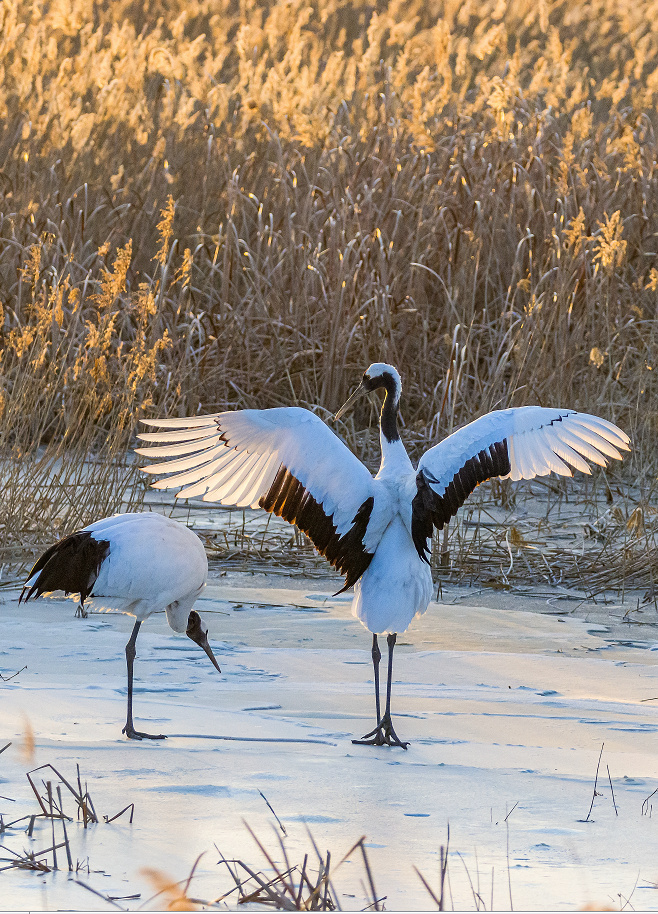 向海丹顶鹤摄于吉林向海自然资源保护区